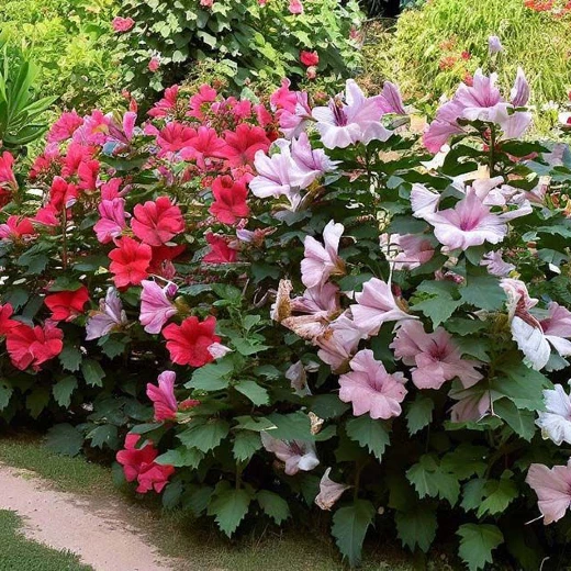 https://www.albertgarden.hu/Mocsari-hibiszkusz