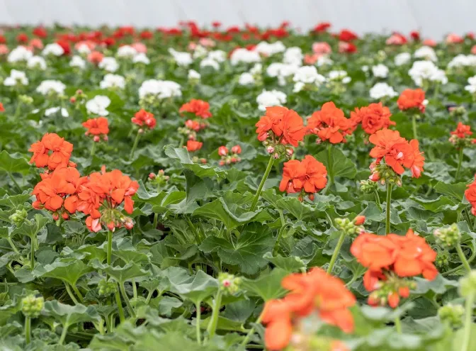Albert Garden