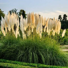 Albert Garden