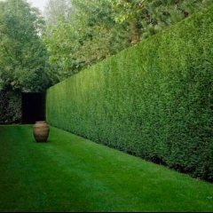 Albert Garden