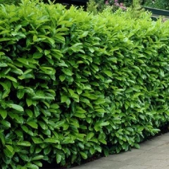 Albert Garden