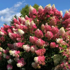 Albert Garden