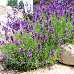 Albert Garden