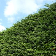   Leylandi ciprus / Cupressocyparis leylandii '2001' ('Tweeduizendéén')