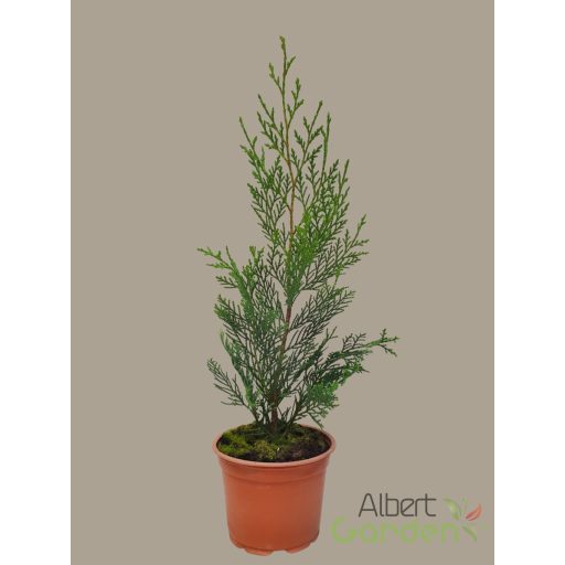 Leylandi ciprus / Cupressocyparis leylandii '2001' ('Tweeduizendéén')