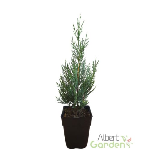 Leylandi ciprus / Cupressocyparis leylandii 