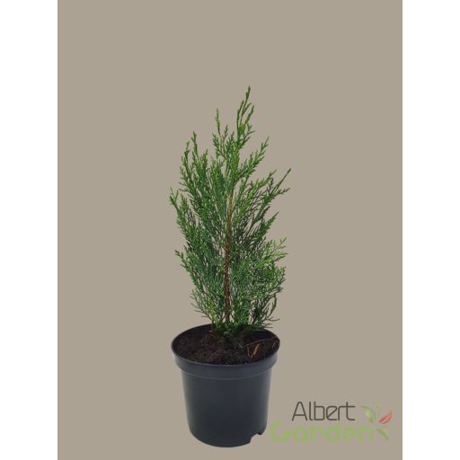Leylandi ciprus / Cupressocyparis leylandii '2001' ('Tweeduizendéén')