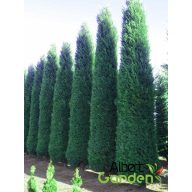   Leylandi ciprus / Cupressocyparis leylandii 'Blue Jeans' 
