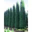 Kékeszöld leylandii ciprus 'Blue Jeans' örökzöld sövénynek