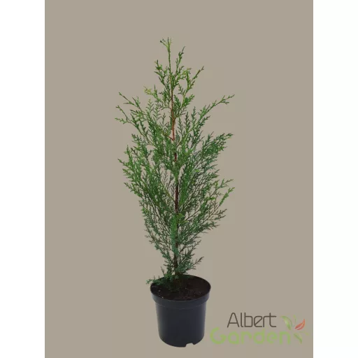 Kékeszöld leylandii ciprus 'Blue Jeans' örökzöld sövénynek