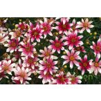 Menyecskeszem ' coreopsis sunstar rose'