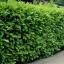 Babérmeggy 'Prunus laurocerasus 'Novita'