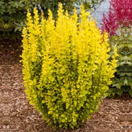   Sárga oszlopos japán borbolya 'Berberis thunbergii 'Maria' 20/30 K2