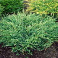   Terülő henyeboróka 'Juniperus horizontalis 'Andorra Compacta'