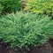 Terülő henyeboróka 'Juniperus horizontalis 'Andorra Compacta'