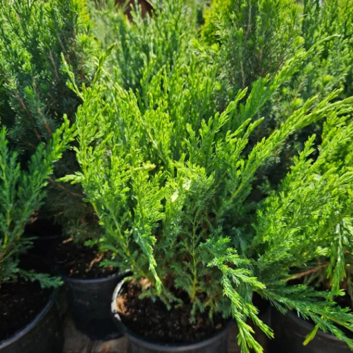 Terülő henyeboróka 'Juniperus horizontalis 'Andorra Compacta'