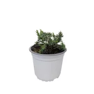   Kék fövenyboróka 'Juniperus conferta 'Blue Pacific'