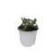 Kék fövenyboróka 'Juniperus conferta 'Blue Pacific'