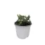 Kék fövenyboróka 'Juniperus conferta 'Blue Pacific'