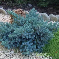   Himalája terülő boróka kék 'Juniperus squamata 'Blue Star'