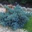 Himalája terülő boróka kék 'Juniperus squamata 'Blue Star'