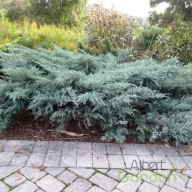  Virgíniai kéklombú boróka 'Juniperus virginiana 'Grey Owl'