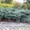 Virgíniai kéklombú boróka 'Juniperus virginiana 'Grey Owl'