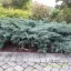 Virgíniai kéklombú boróka 'Juniperus virginiana 'Grey Owl'