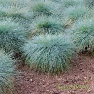 Kék csenkesz 'Festuca glauca Elijah Blue'