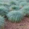 Kék csenkesz 'Festuca glauca Elijah Blue'