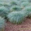 Kék csenkesz 'Festuca glauca Elijah Blue'