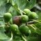 Közönséges füge / Ficus carica 40/60 K3