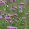 Ernyős verbéna (Vasfű) / Verbena bonariensis "Lillipop"