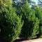 Oszlopos leylandi ciprus 'Cupressocyparis leylandii 'Green Rocket'