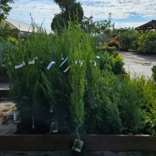 Oszlopos leylandi ciprus 'Cupressocyparis leylandii 'Green Rocket'