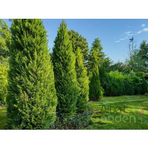 Oszlopos tiszafa / Taxus baccata 'Fastigiata'