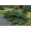 Zöld, terülő tiszafa / Taxus baccata 'Repandens '