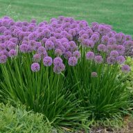 Díszhagyma 'Allium Millenium'