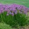 Díszhagyma 'Allium Millenium'