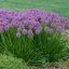 Díszhagyma 'Allium Millenium'