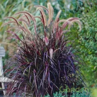Bordólevelű tollborzfű 'Pennisetum Rubrum'