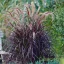 Bordólevelű tollborzfű 'Pennisetum Rubrum'