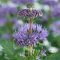 Kínai Kékszakál 'Caryopteris Incana Pavilon Blue'