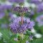 Kínai Kékszakál 'Caryopteris Incana Pavilon Blue'