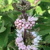 Fehér Kékszakáll 'Caryopteris Pavilon White'