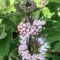 Fehér Kékszakáll 'Caryopteris Pavilon White'