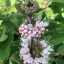 Fehér Kékszakáll 'Caryopteris Pavilon White'