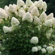 Bugás hortenzia / Hydrangea paniculata Phantom
