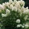 Bugás hortenzia / Hydrangea paniculata Phantom