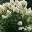 Bugás hortenzia / Hydrangea paniculata Phantom